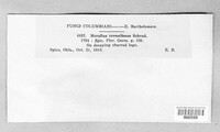 Phlebia tremellosa image